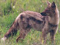 Side-striped jackal,Sabie Sands Game Reserve,Kruger National Park,Big 5