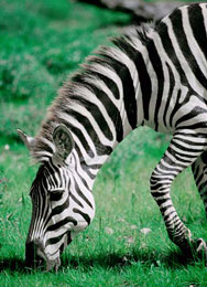 Burchell's Zebra,Sabie Sands Game Reserve,Kruger National Park,Big 5